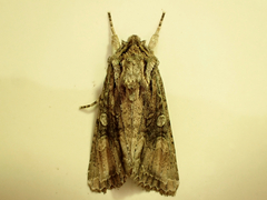Ichneutica mutans