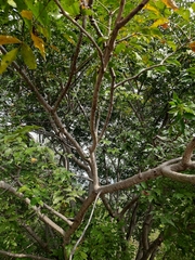 Lannea coromandelica