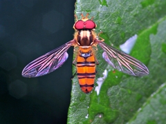 Episyrphus