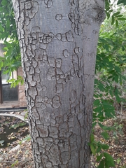 Lannea coromandelica