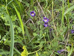 Aphyllon purpureum