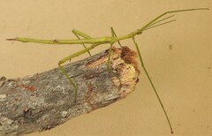 Didymuria violescens