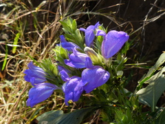 Calacanthus grandiflorus