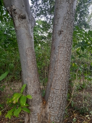 Lannea coromandelica