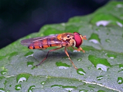Episyrphus