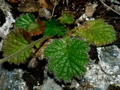 Geum cockaynei