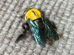 Xylocopa minor