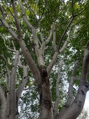 Lannea coromandelica