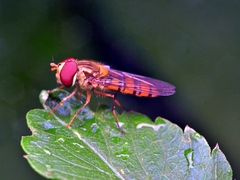 Episyrphus