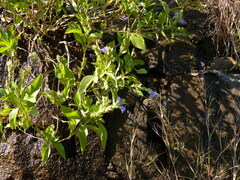 Calacanthus grandiflorus