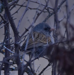 Spizella atrogularis