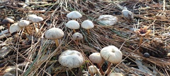 Pennatae