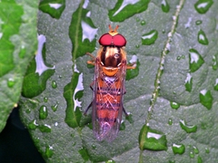 Episyrphus