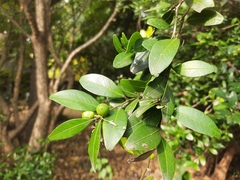 Atalantia monophylla