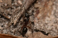 Camponotus innexus