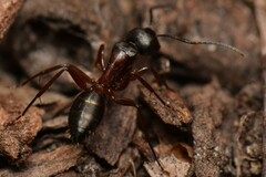 Camponotus innexus