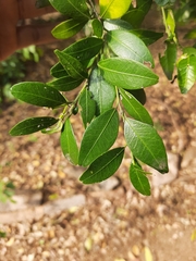 Atalantia monophylla