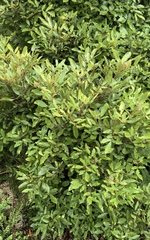 Pterophylla sylvicola