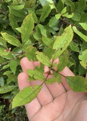 Pterophylla sylvicola