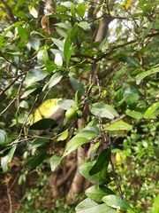 Atalantia monophylla