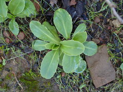 Primula clevelandii