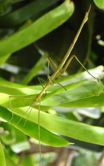 Didymuria violescens