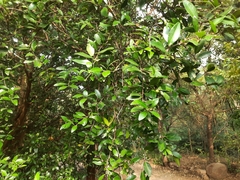 Atalantia monophylla