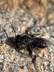 Panurginus