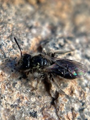 Panurginus
