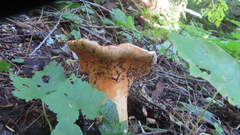 Turbinellus kauffmanii