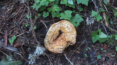 Turbinellus kauffmanii