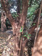 Atalantia monophylla