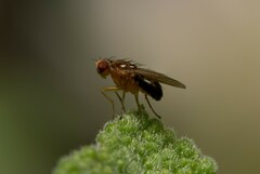 Drosophilidae