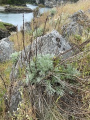 Artemisia campestris pacifica