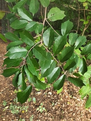 Pterospermum suberifolium