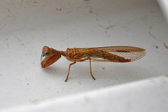 Drepanicinae