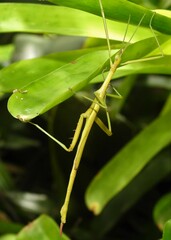 Didymuria violescens