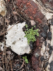 Acalypha chamaedrifolia