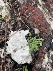 Acalypha chamaedrifolia