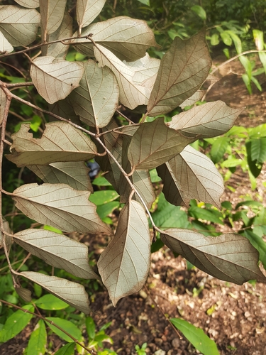 Pterospermum suberifolium, photograph 5
