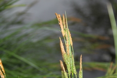 Carex stricta
