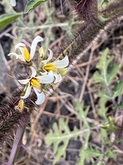 Solanum grayi