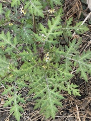 Solanum grayi