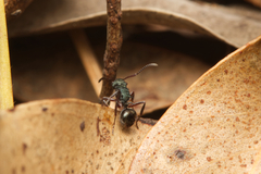Polyrhachis hookeri