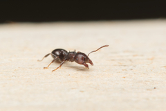 Crematogaster cornigera