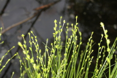 Carex atlantica