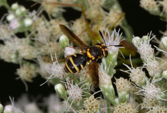 Hoplitimyia constans