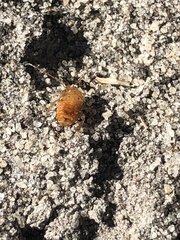 Chorisoneura texensis