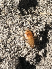 Chorisoneura texensis