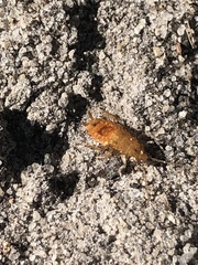 Chorisoneura texensis